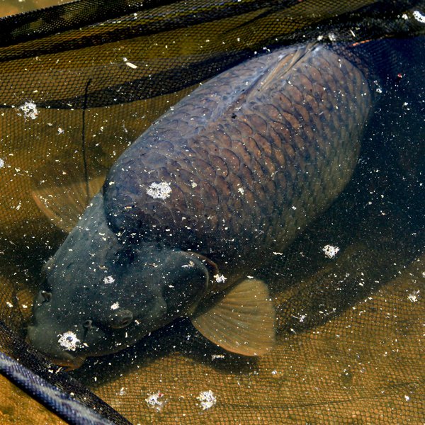 Load image into Gallery viewer, Nash Scope Black Ops Landing Net
